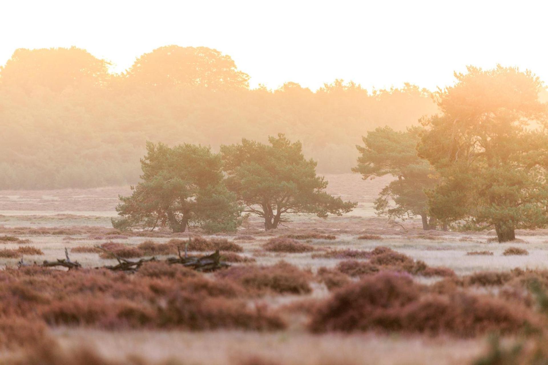 Top Luxe Chalet - Kindvriendelijk - Bos En Heide Harderwijk Kültér fotó