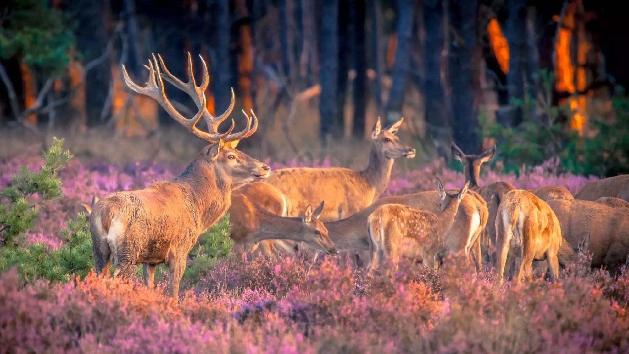 Top Luxe Chalet - Kindvriendelijk - Bos En Heide Harderwijk Kültér fotó